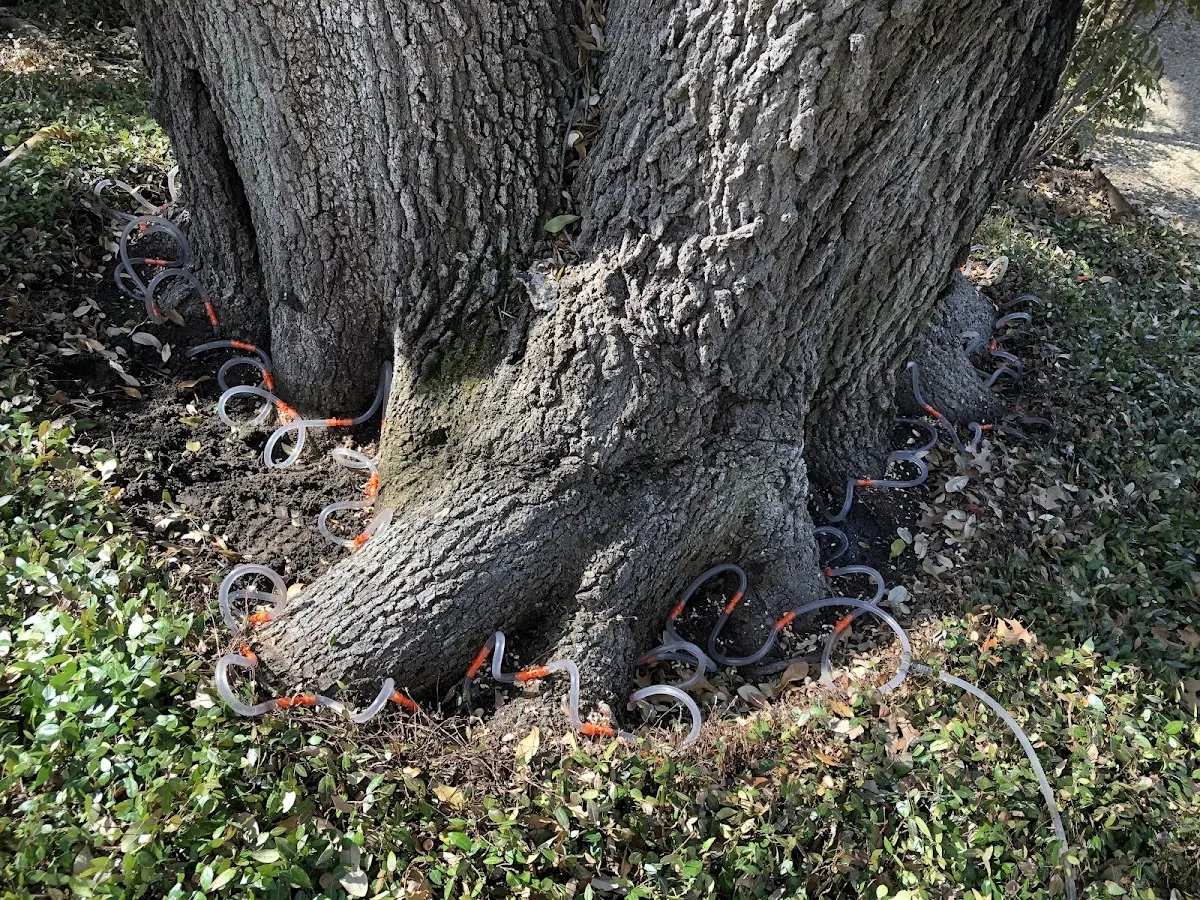 Detailed Tree Cabling and Bracing job site in Blanchard