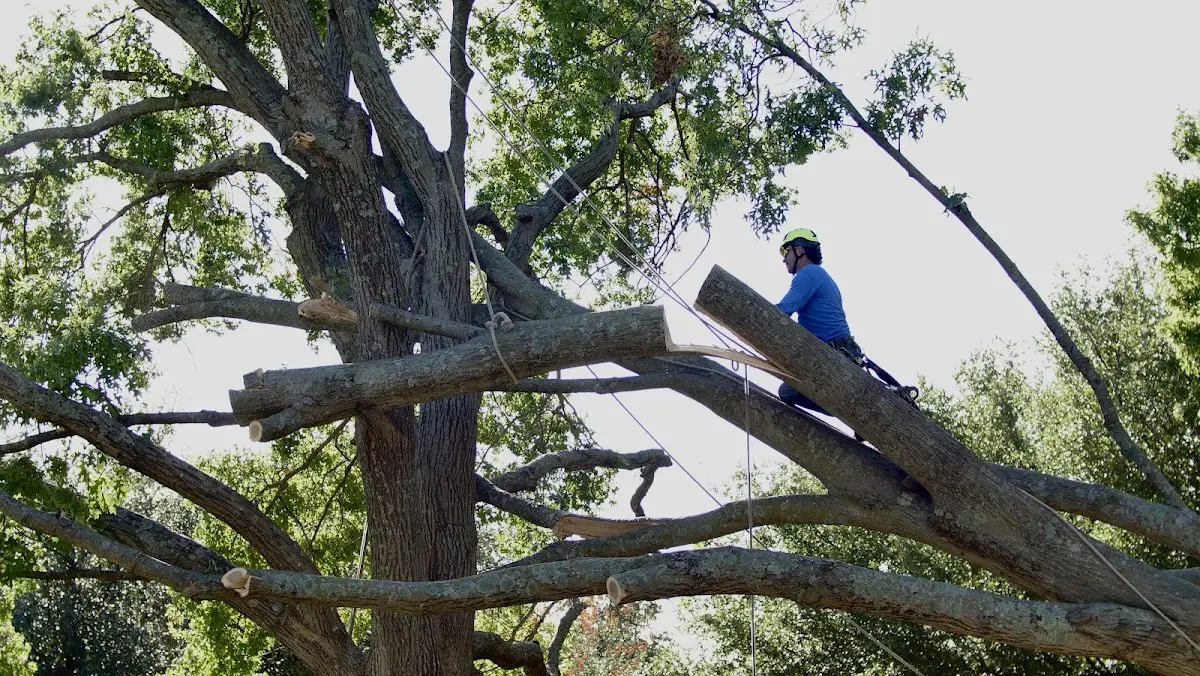 Professional Crown Thinning performed by certified arborists in Blanchard