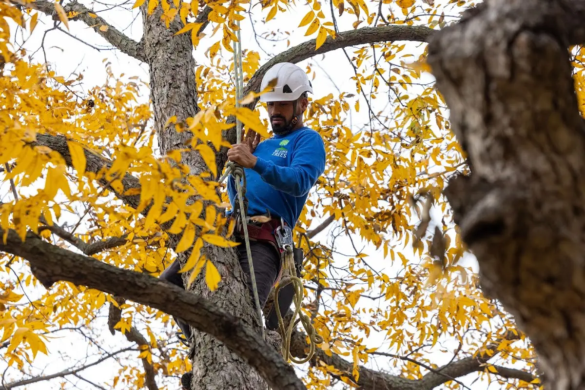 Skilled Tree Transplanting crew working in Blanchard
